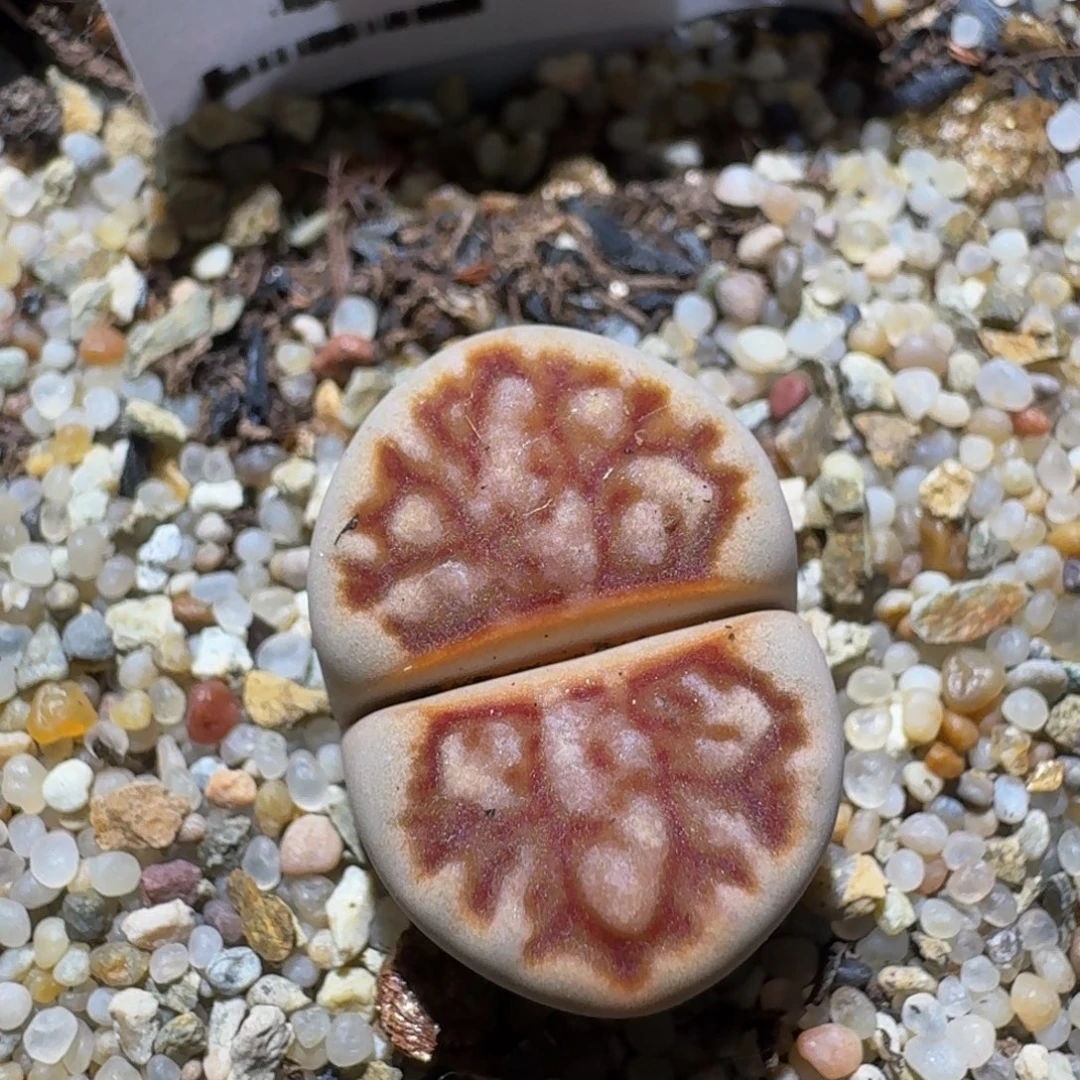 zzzz精品生石花275珊瑚菊