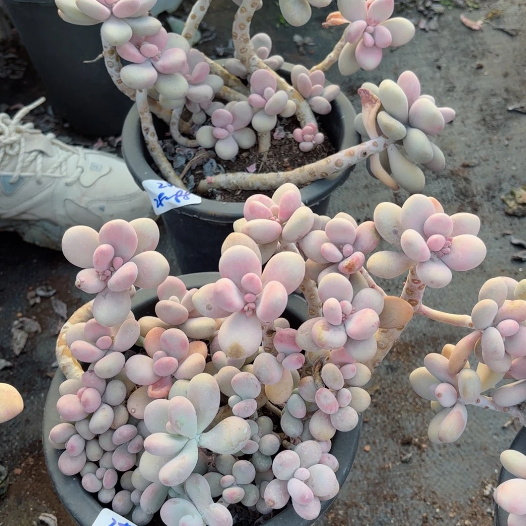 芳*?桃蛋两颗不售后28-88