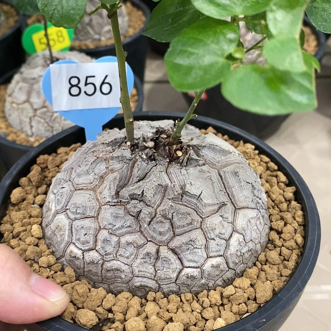 南非龟甲龙龟甲龙