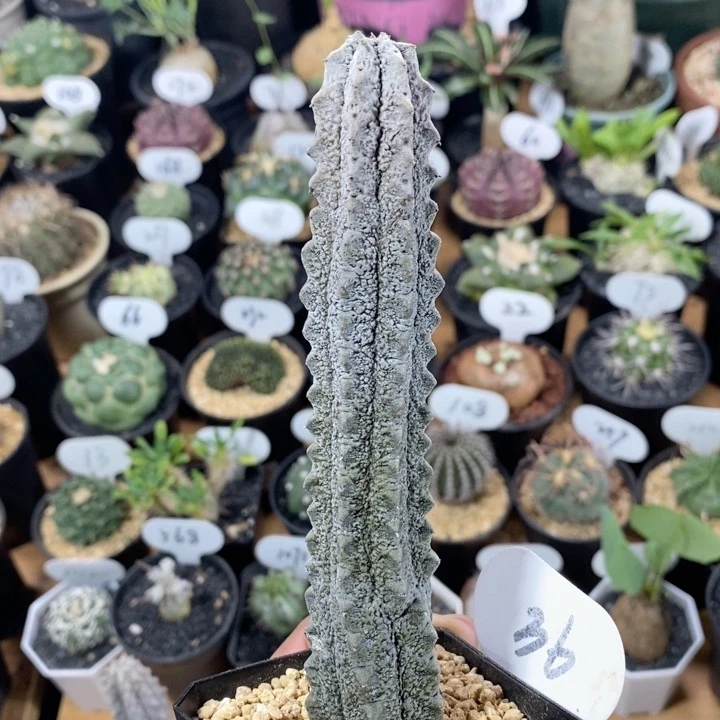 36号水泥柱 高度13cm