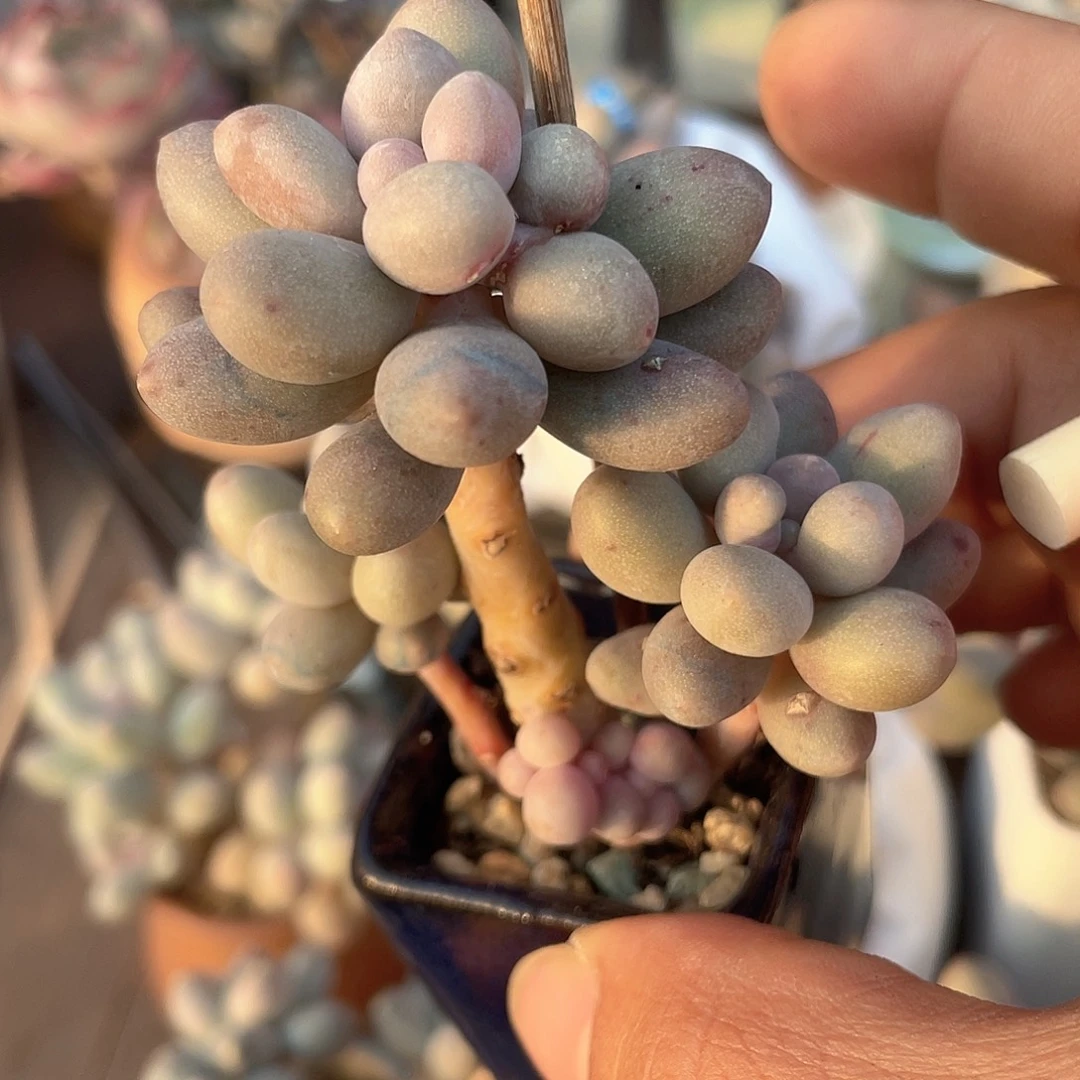 奶尖 脱土发货 3.5口盆