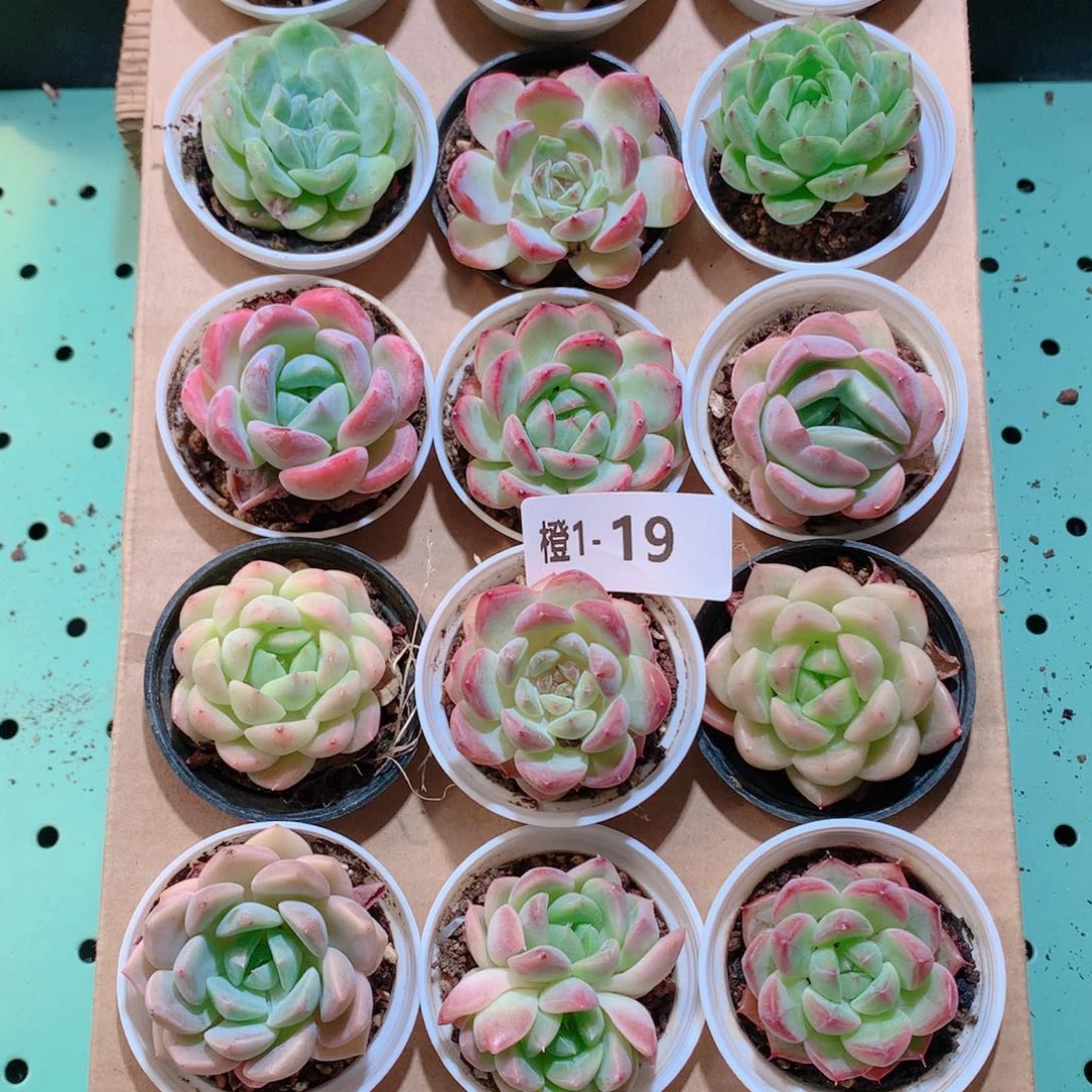 1-19一物一拍带盆18颗