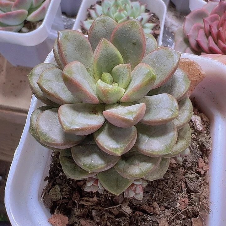 葡萄19包邮多肉植物