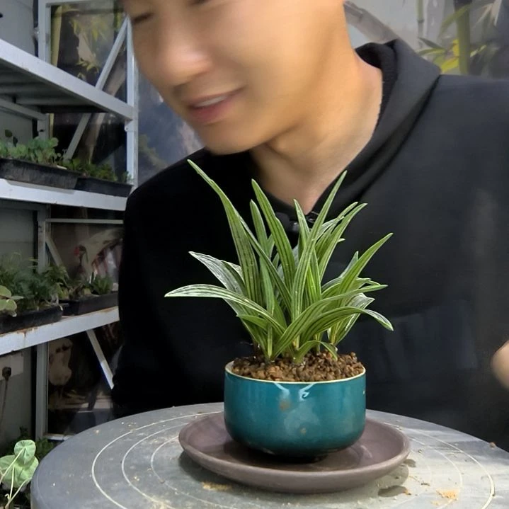 南*中青园艺一物一拍190