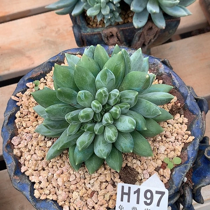 重楼缀化 非偏远38包邮节后发货