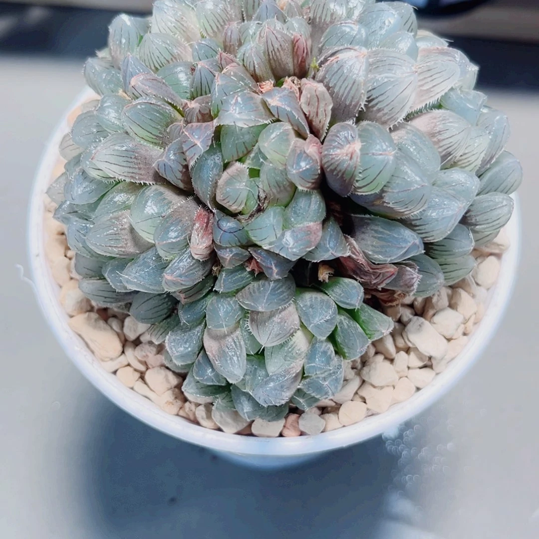 蓝镜大群生多肉植物6666