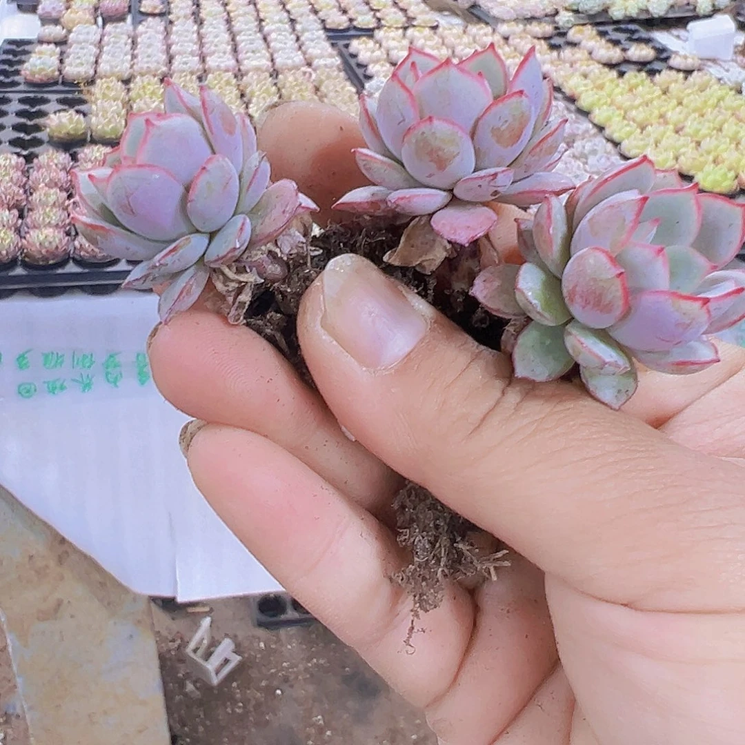 026苗3个19包邮多肉