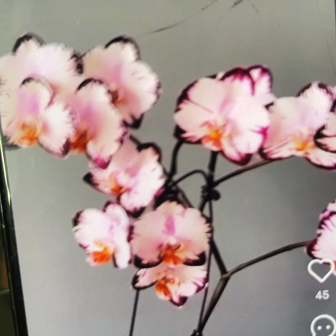 当前无花栽培后可以开花蝴蝶兰哈根达斯1.7带闪