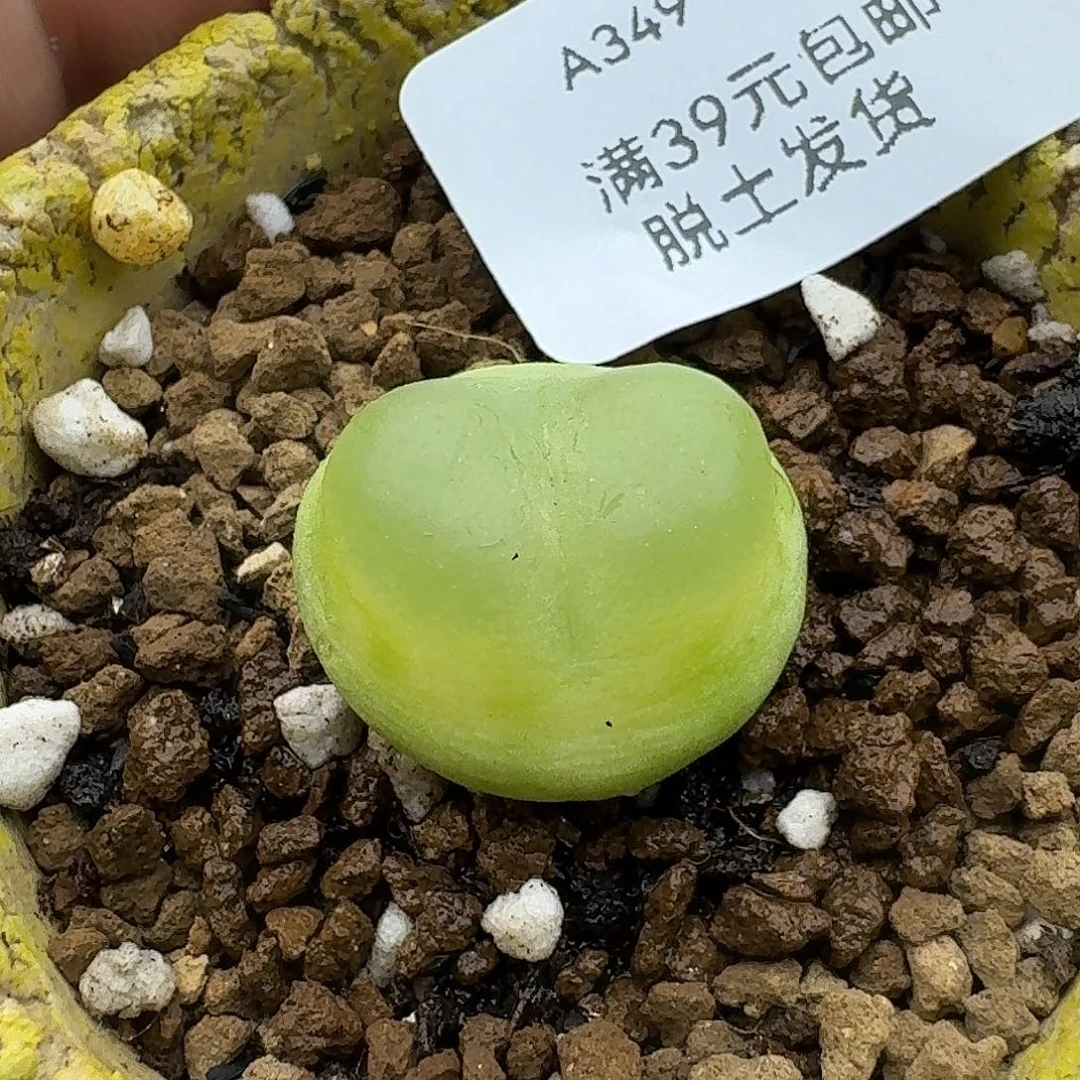 349多肉哈哈哈哈哈哈哈哈