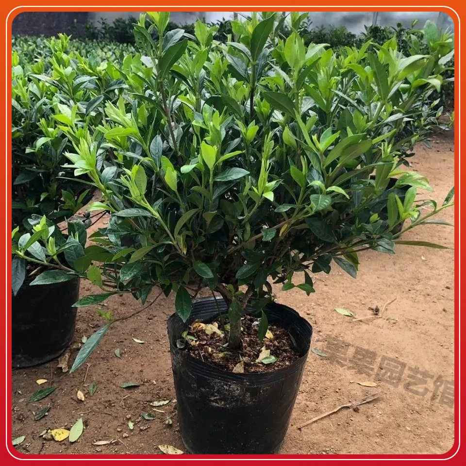 小叶栀子花独杆盆栽栀子花带花苞浓香型花卉室内好养四季绿植花卉