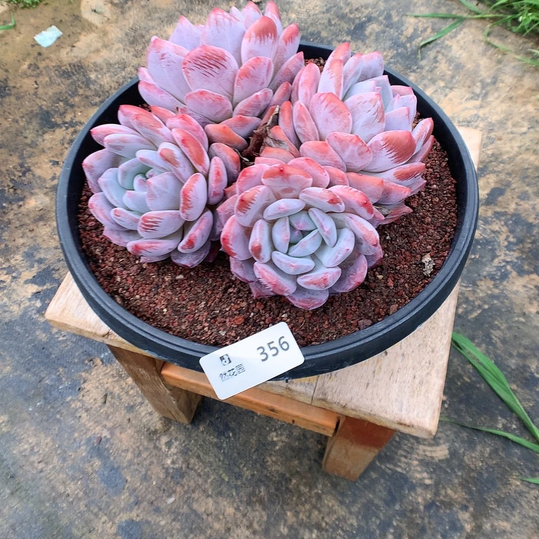 356韩橙多肉植物566