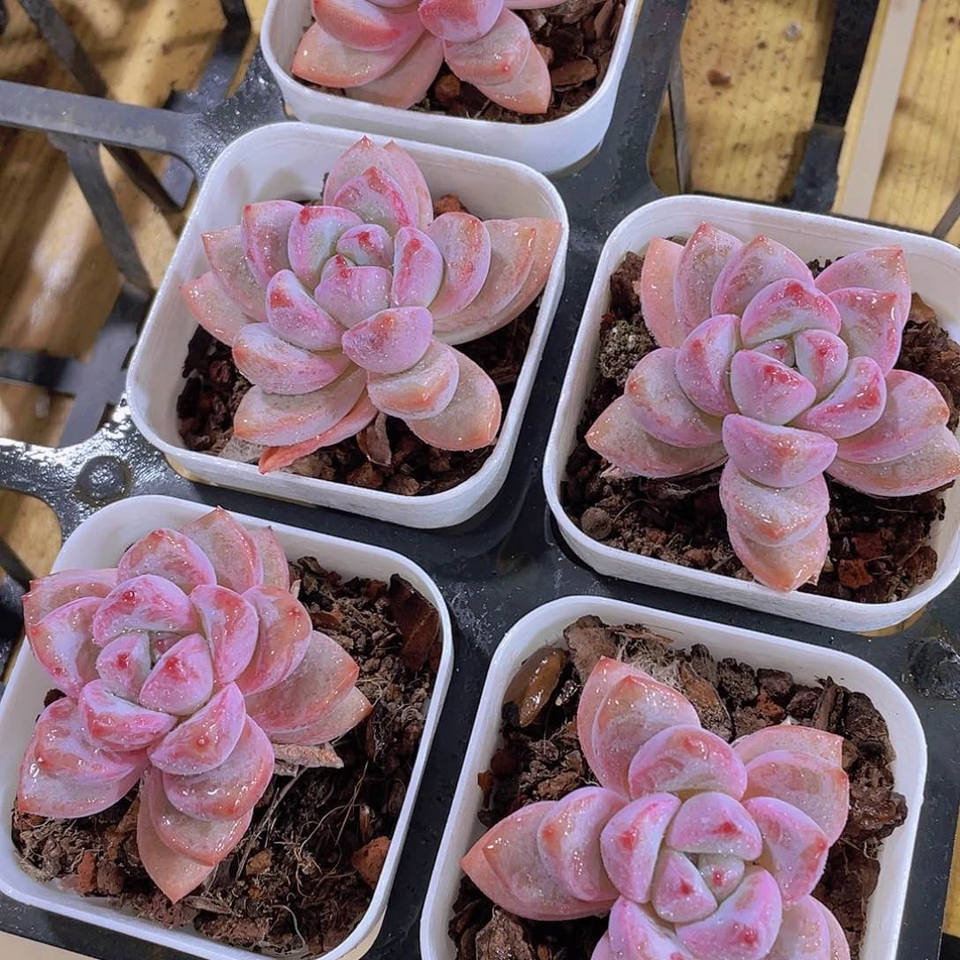 1345号 叠叶知否单头一个