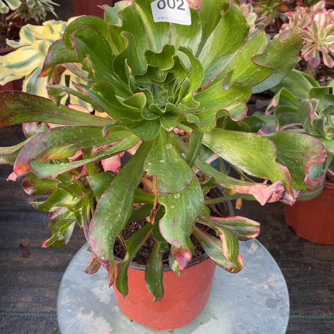 魅影七彩法师多肉植物