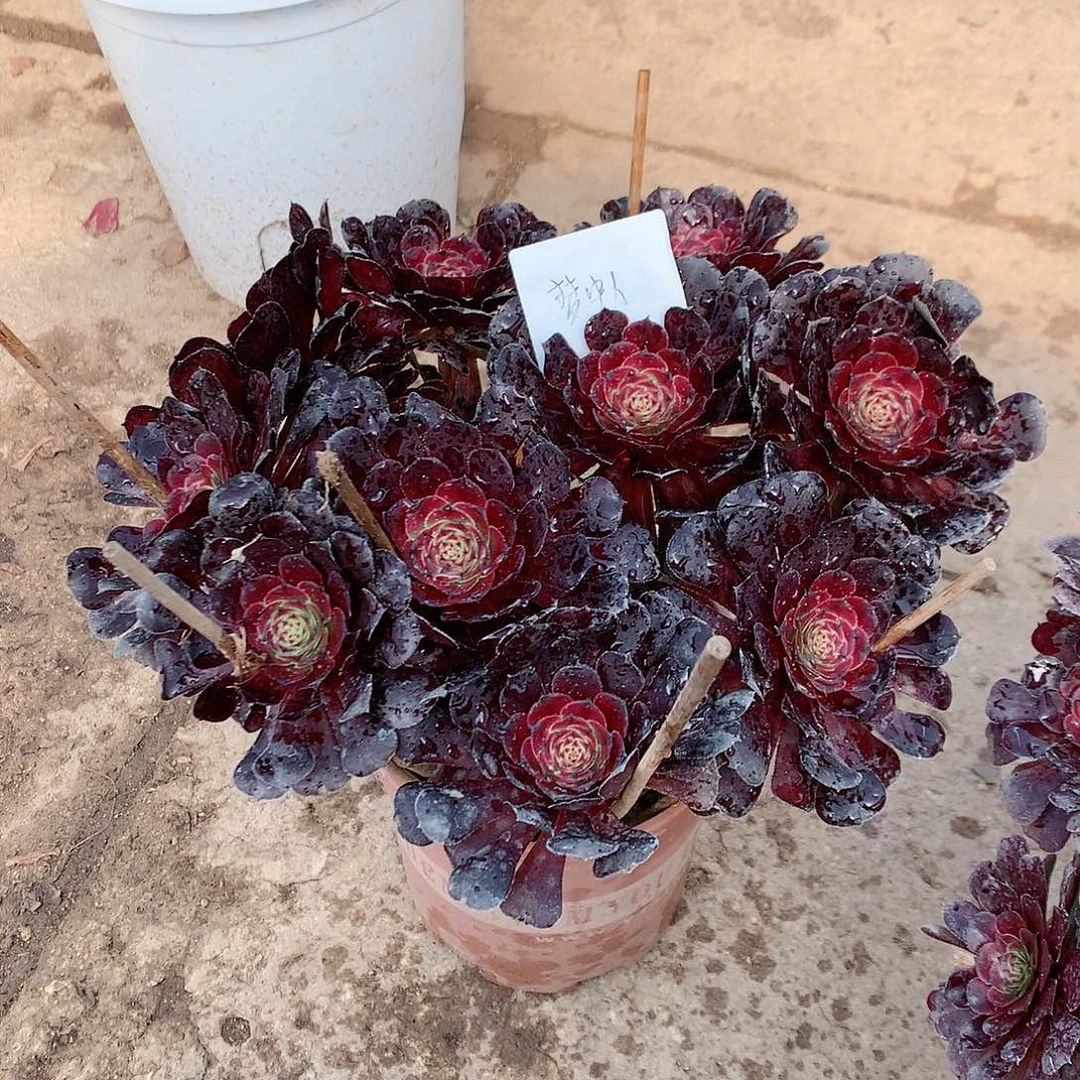 【闪购商品】梦*人黑萝莉，多肉