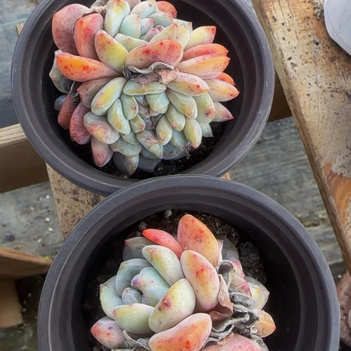 圆叶老缀化1颗女神节福利