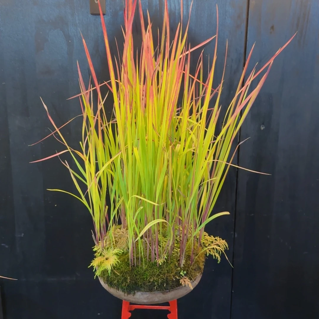 无花朵山野草日本南蛮盆