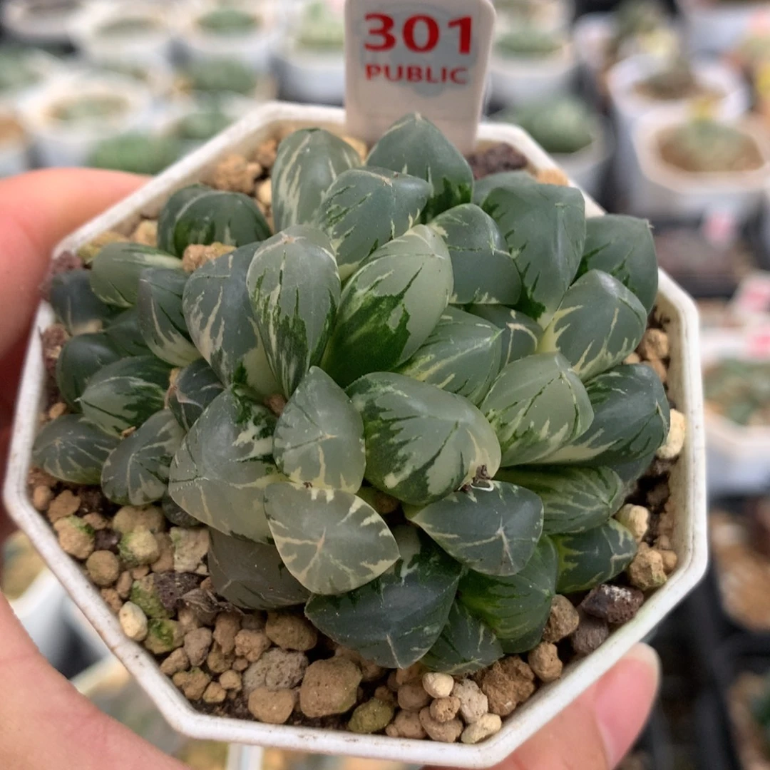 以实际为准301北极之光