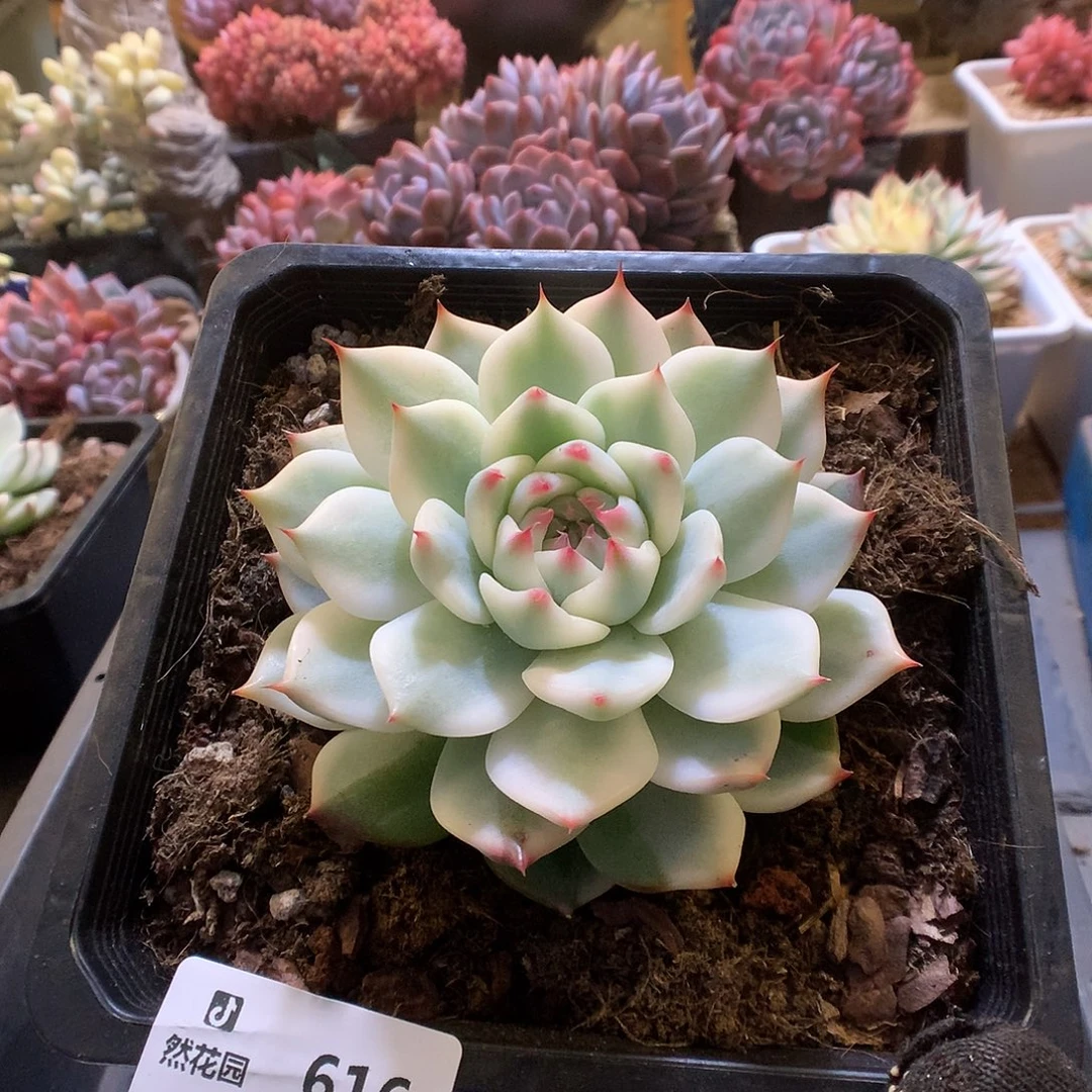 616吉娃娃锦多肉植物6666