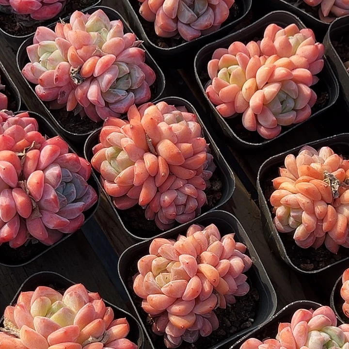 多头           海棠红