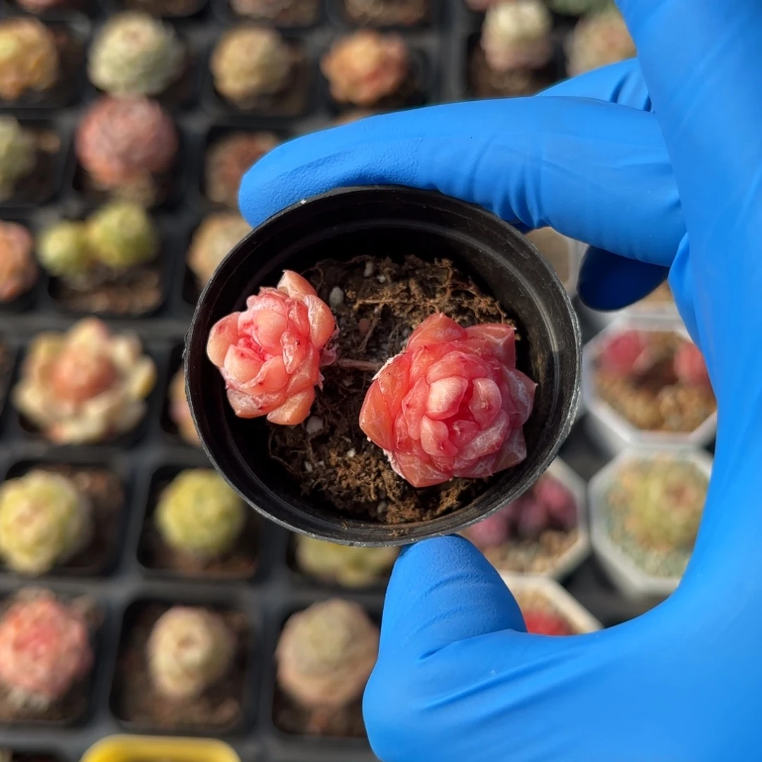 元旦福利杂交双头