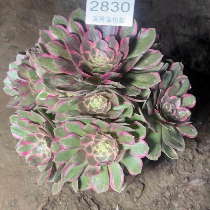 2830粉花妖的人多肉的