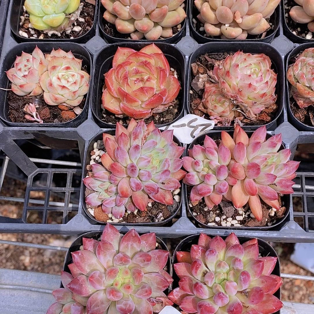 0716-46-紫虞美人小单头带崽一颗量拍