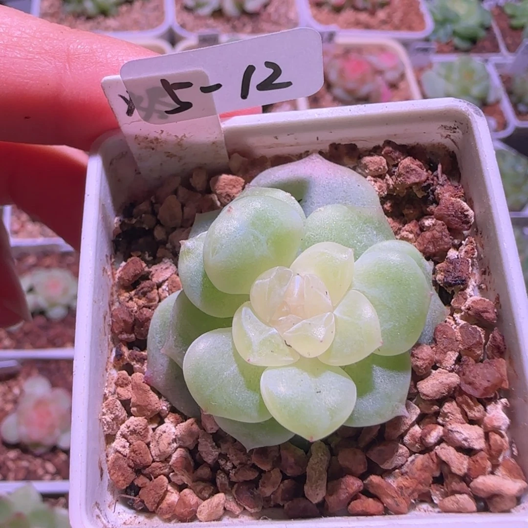 5-12福利无烬月单头