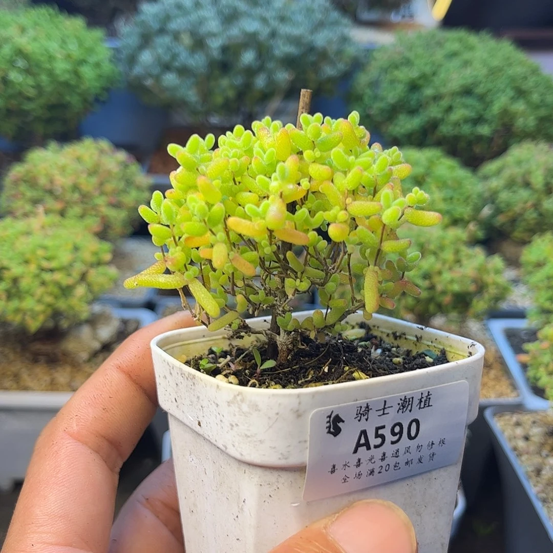 590蜜橘糖球枝干番杏