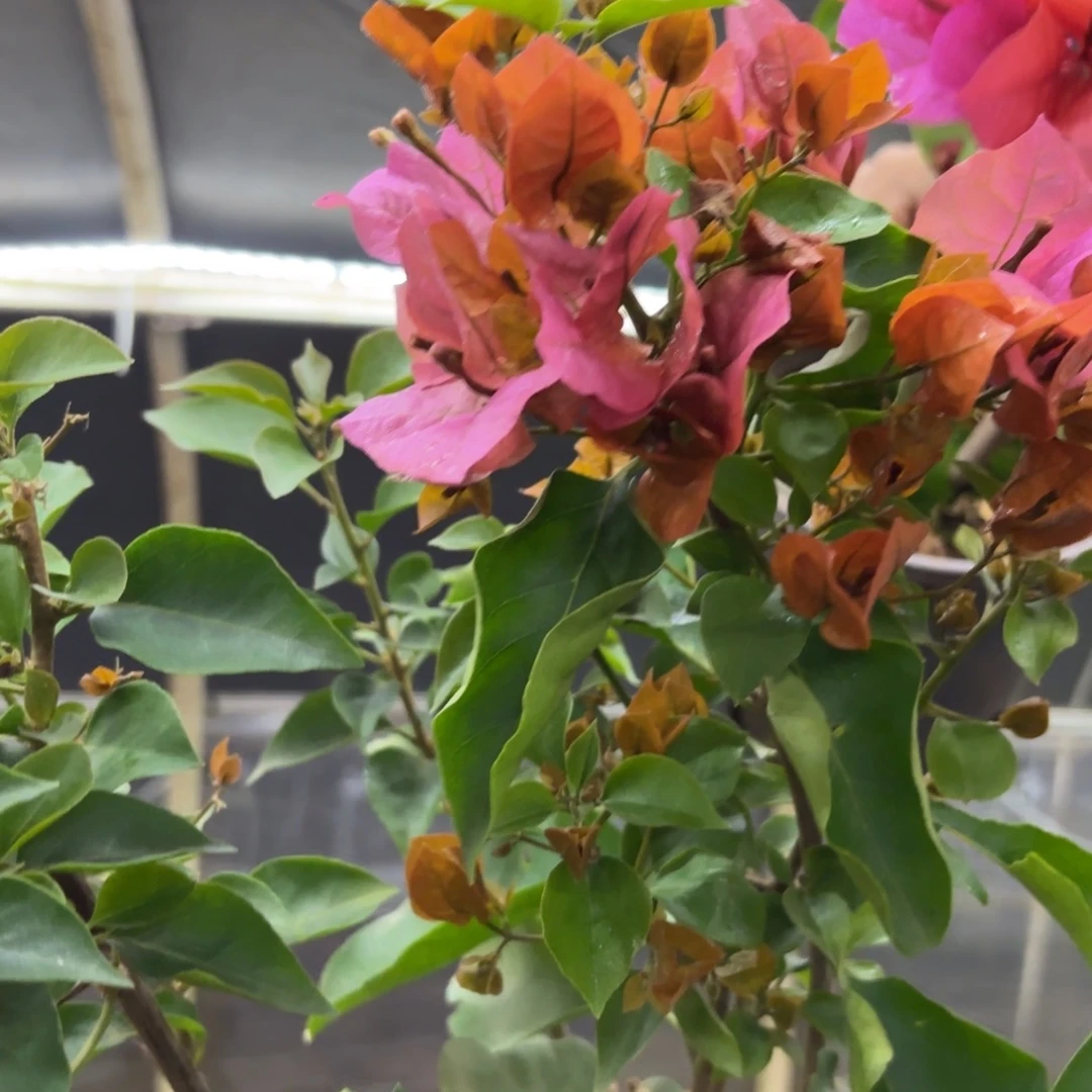 完全开放（米奇）三角梅会落花落叶会光杆苗有大有小