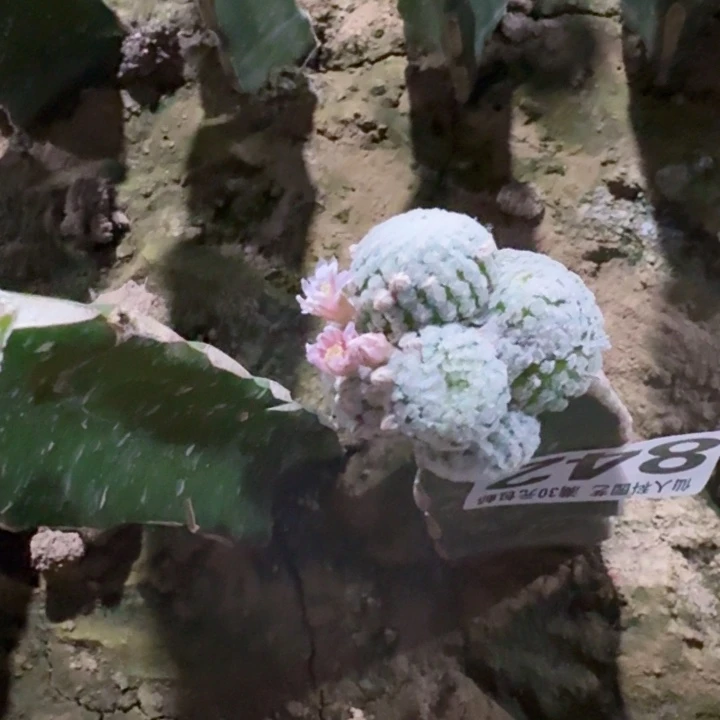 842群头白鸟仙人球