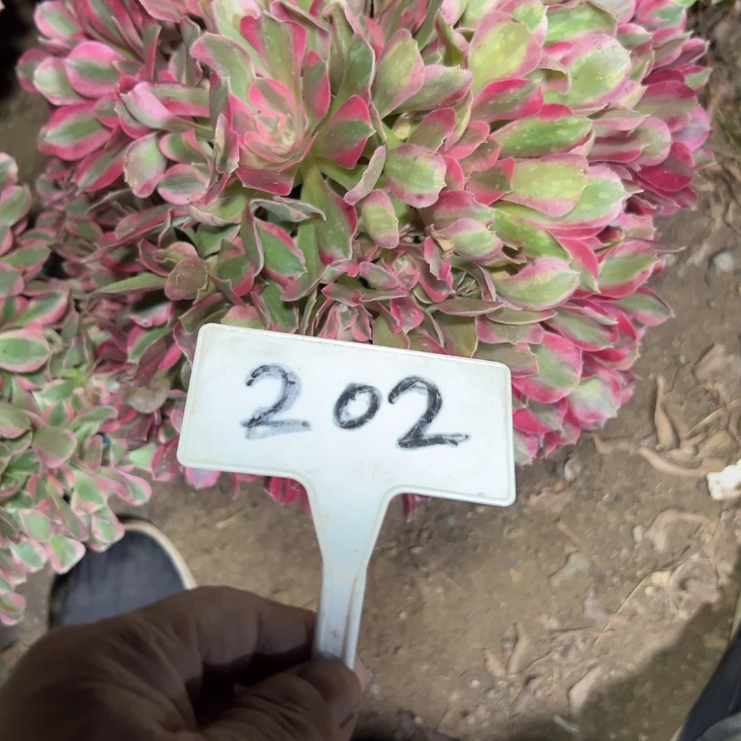 多肉植物妖月法师202