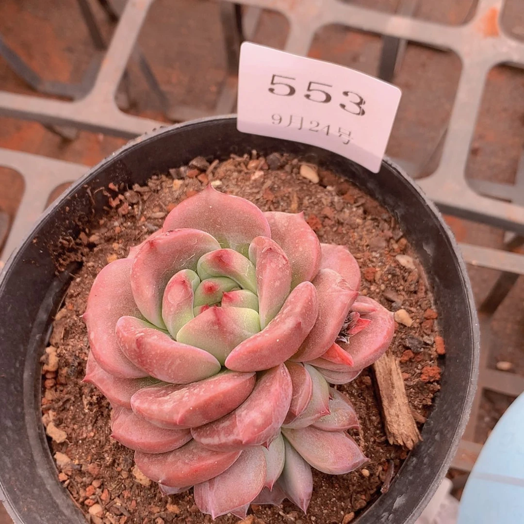 【闪购商品】云553号