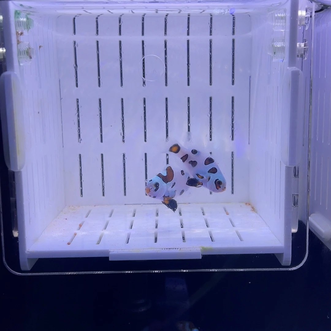 海水鱼2.5-4毕卡熊猫礼服