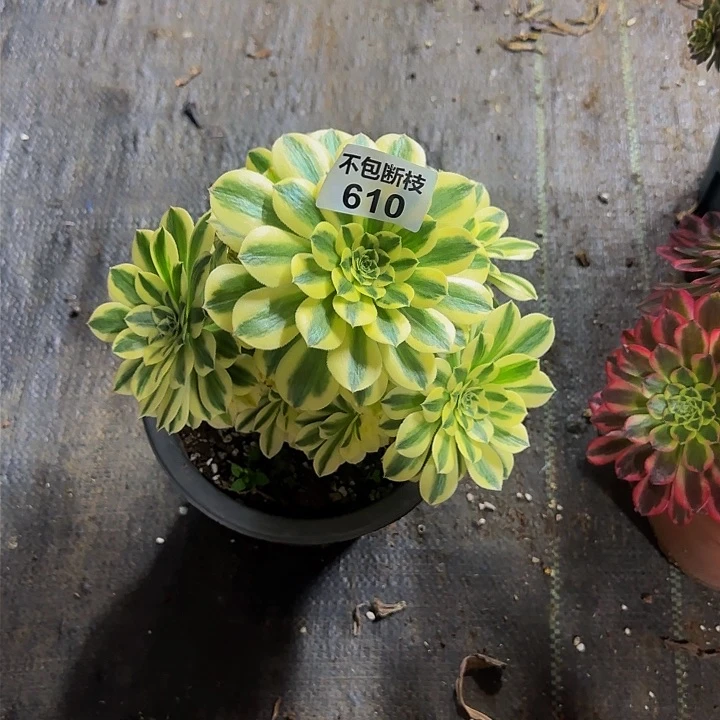 610多肉法师锦111