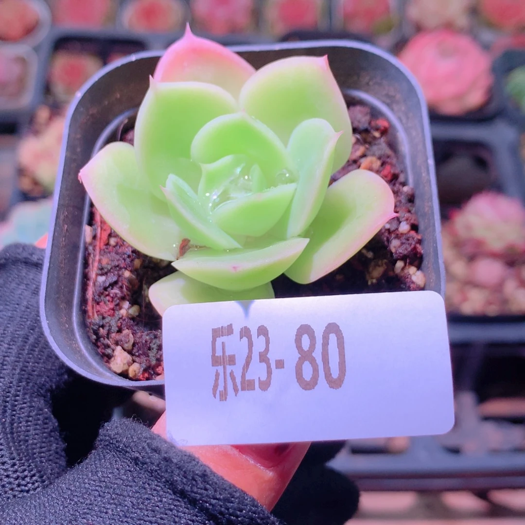 乐然23-80 柠檬酸橙