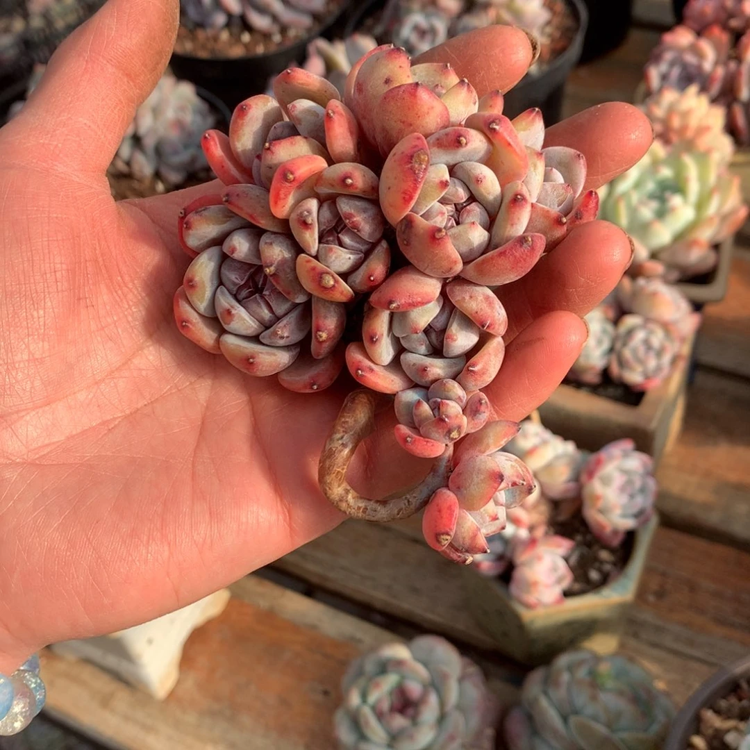 步伐多多哈哈哈哈哈哈哈哈哈