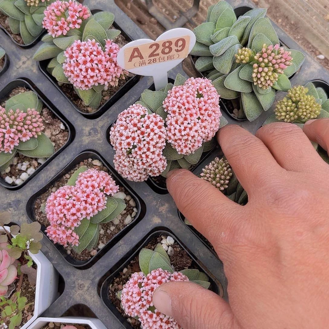 妍***A289不知名一物一拍