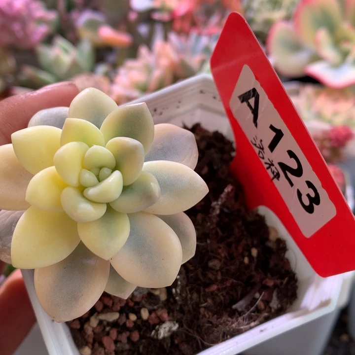 洛神调价福利版有根