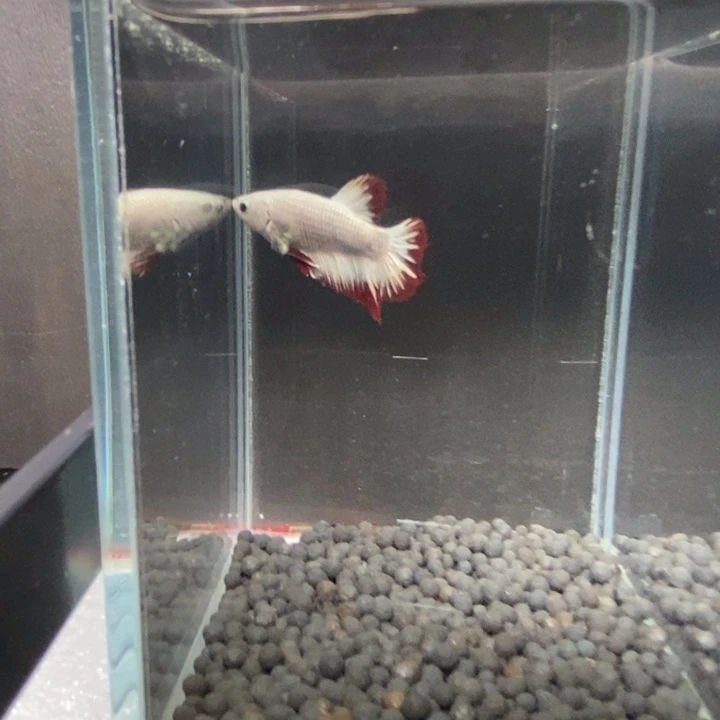 斗鱼泰国斗鱼551号