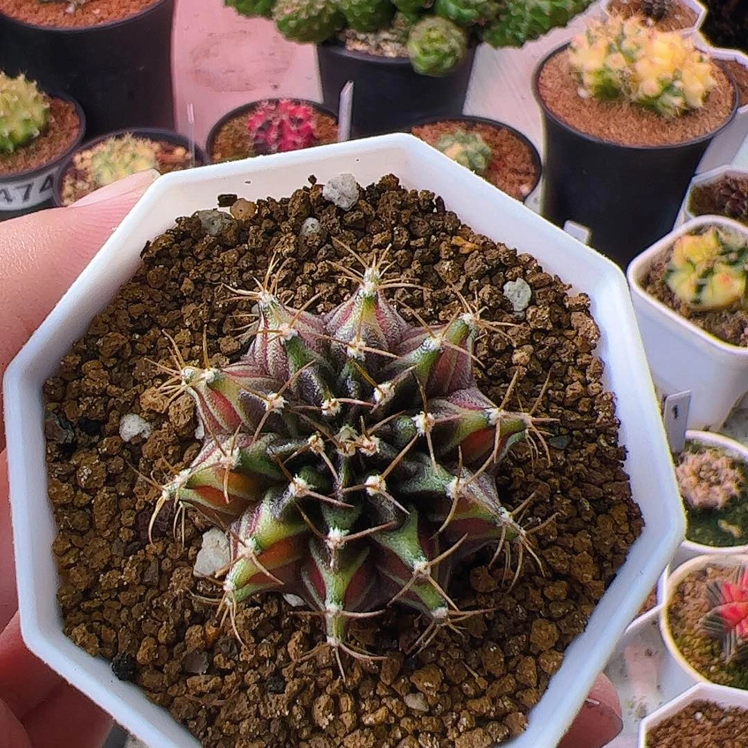 焱****当前无花栽培后可以开花375