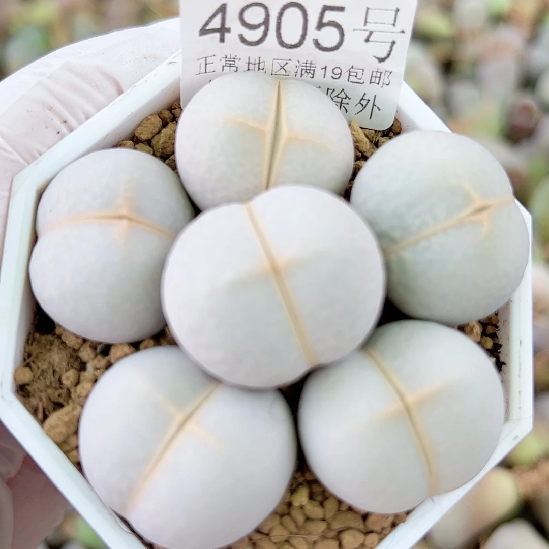 4905 好养易活生石花大母本