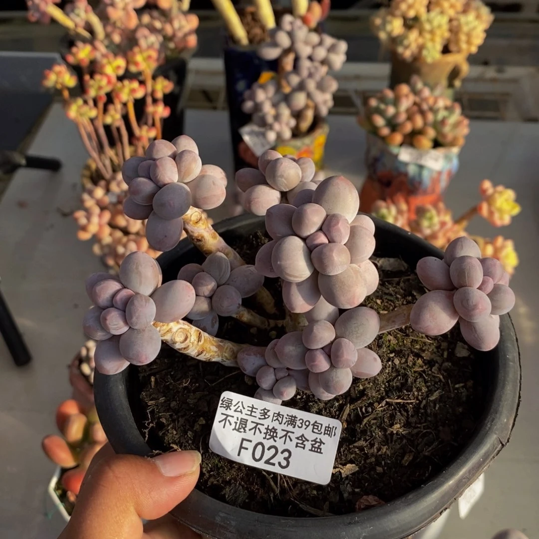 023香水手指奶多肉9c m