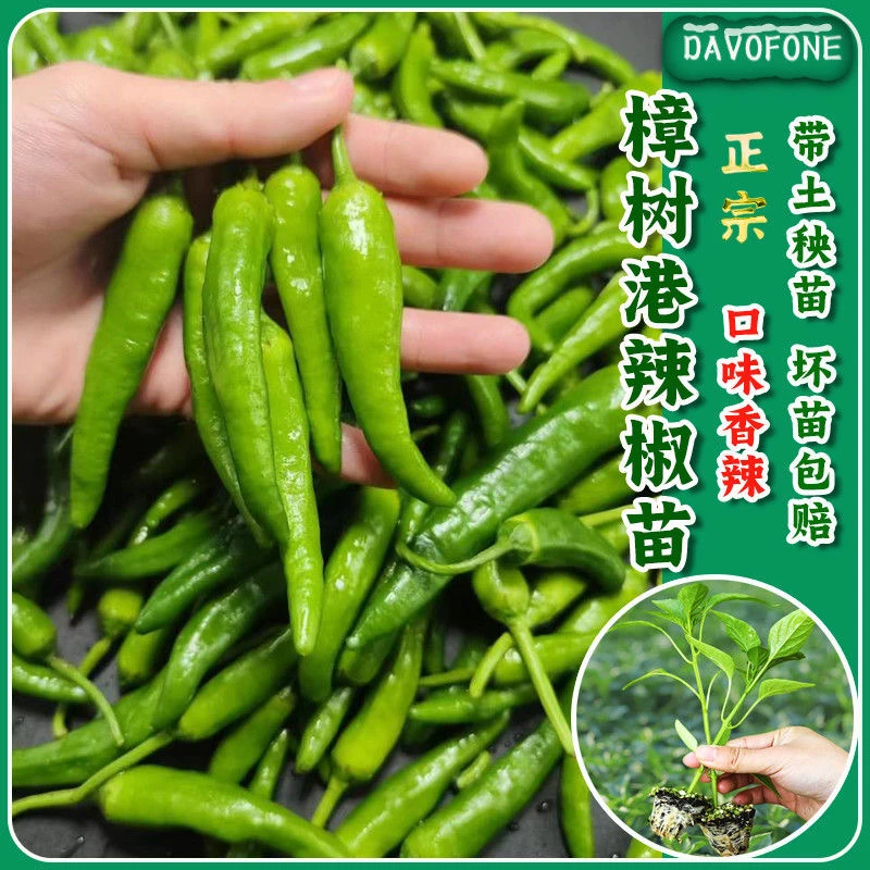 【一级樟树港辣椒苗】樟树港辣椒苗四季阳台盆栽小院种植优质辣椒苗