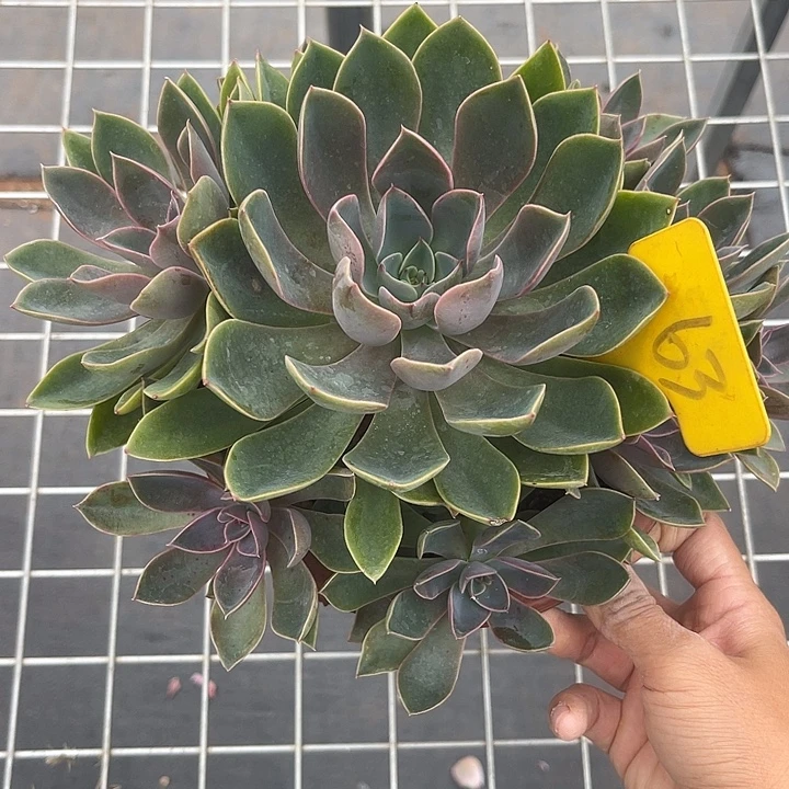 晨语多肉，一物一拍63琼斯