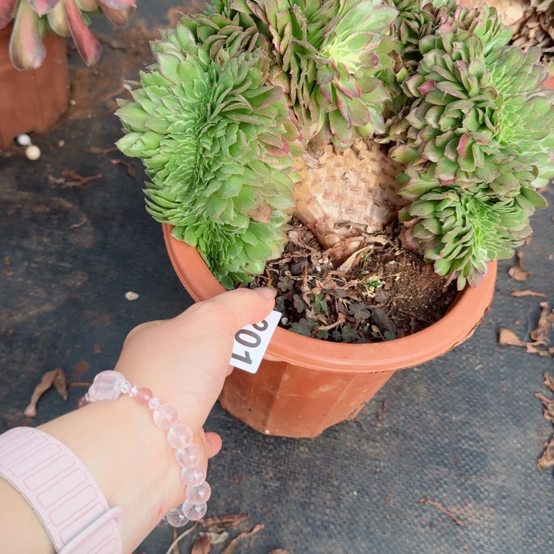 201海王缀化多肉植物满28包邮