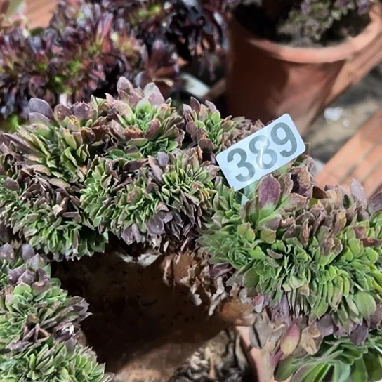 小***妹多肉植物一个万追389
