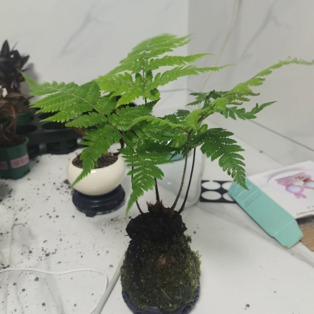 室内高端好养水培金丝虹鳞蕨苔藓球禅意网红绿植不含盆
