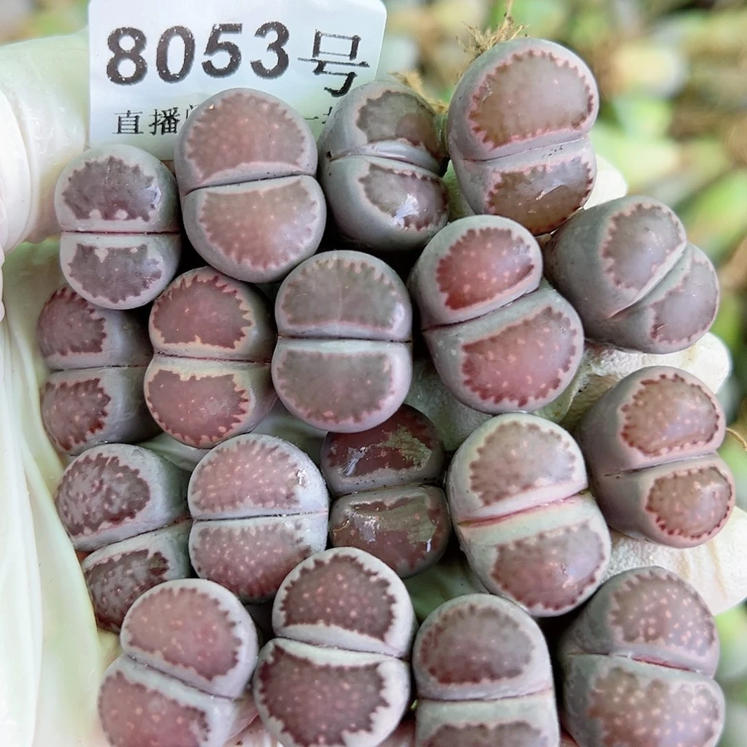 8053 好养易活生石花大母本18个