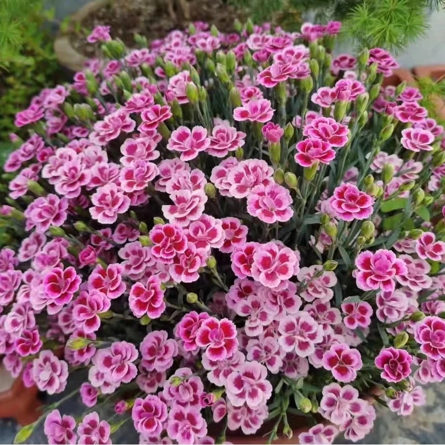 【初吻石竹】粉色花海石竹 庭院绿化 室内外草坪 耐寒耐热 带花带苞