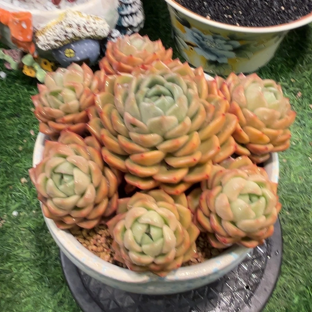 红陶喵****?白玫瑰白玫瑰喵姐